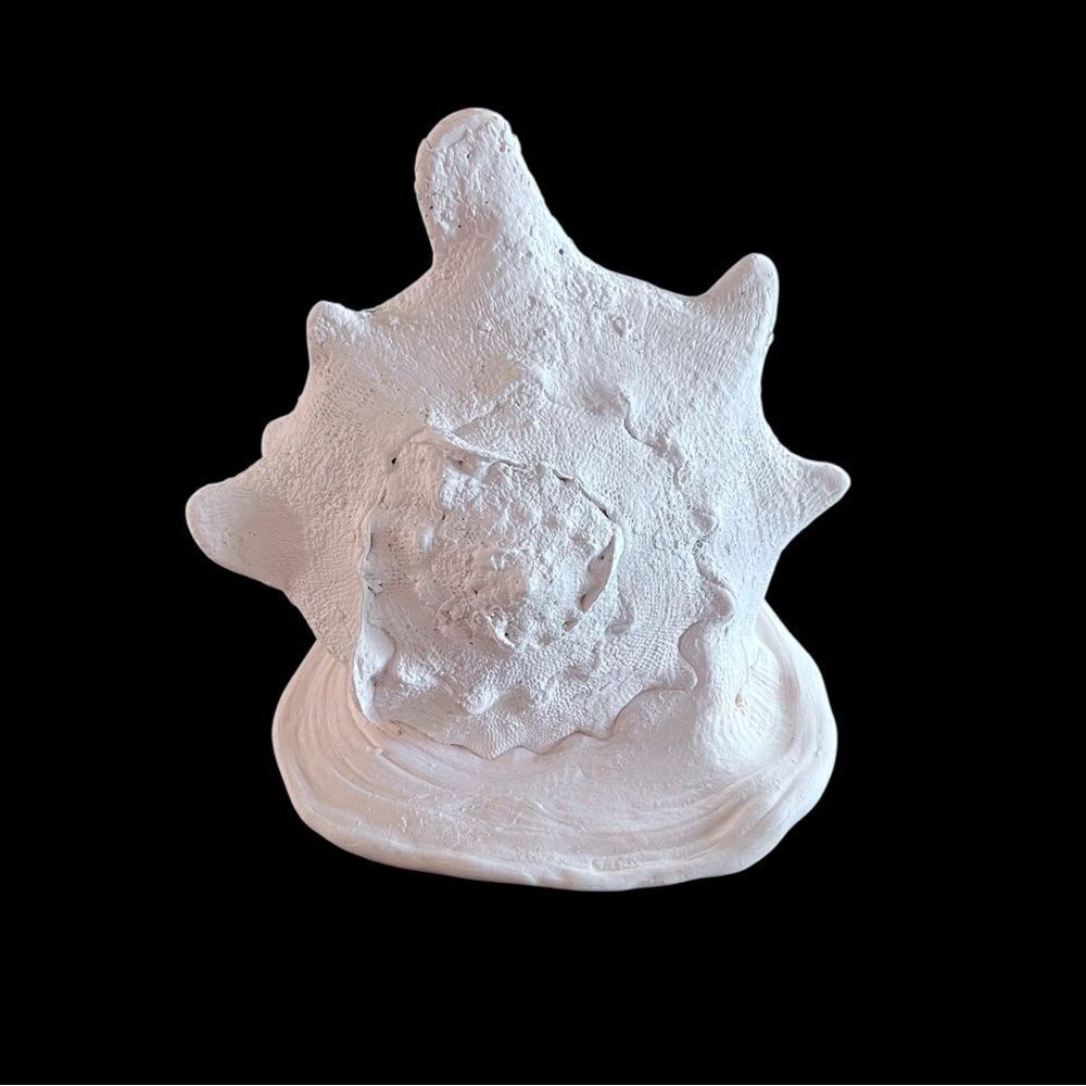 Large Queen Helmet Horned Conch Shell